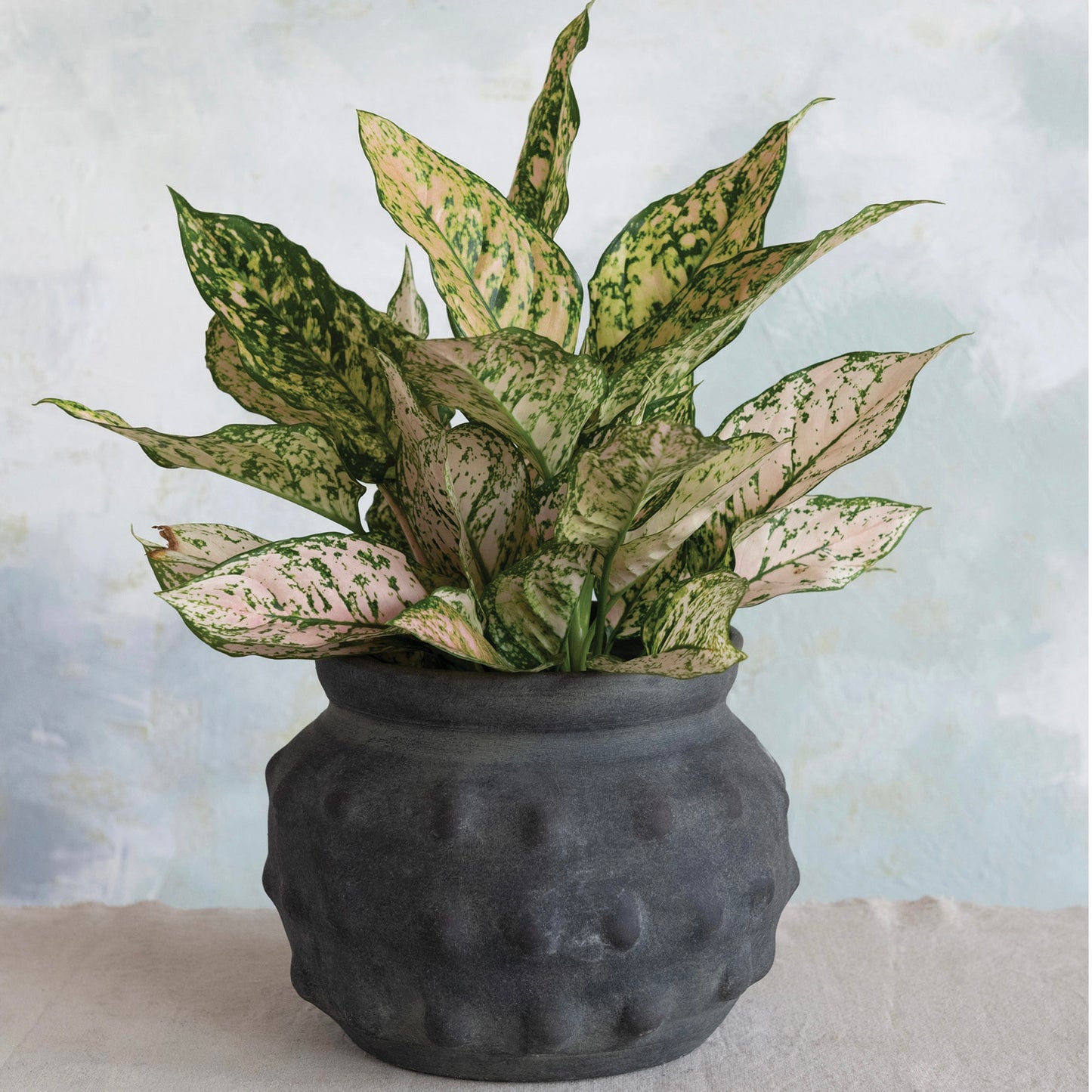 Dotted Terracotta Pot