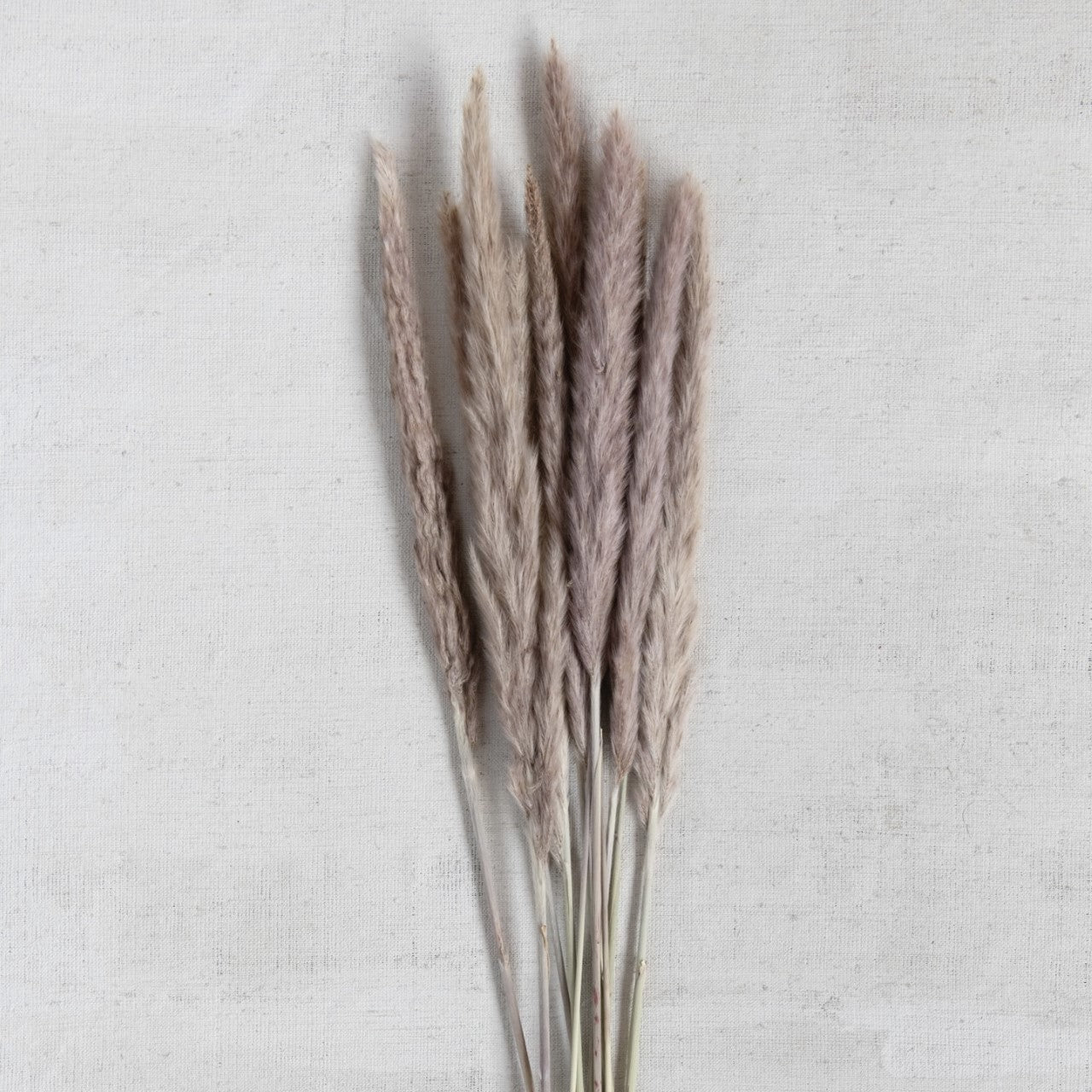 Dried Natural Fountain Grass Bunch