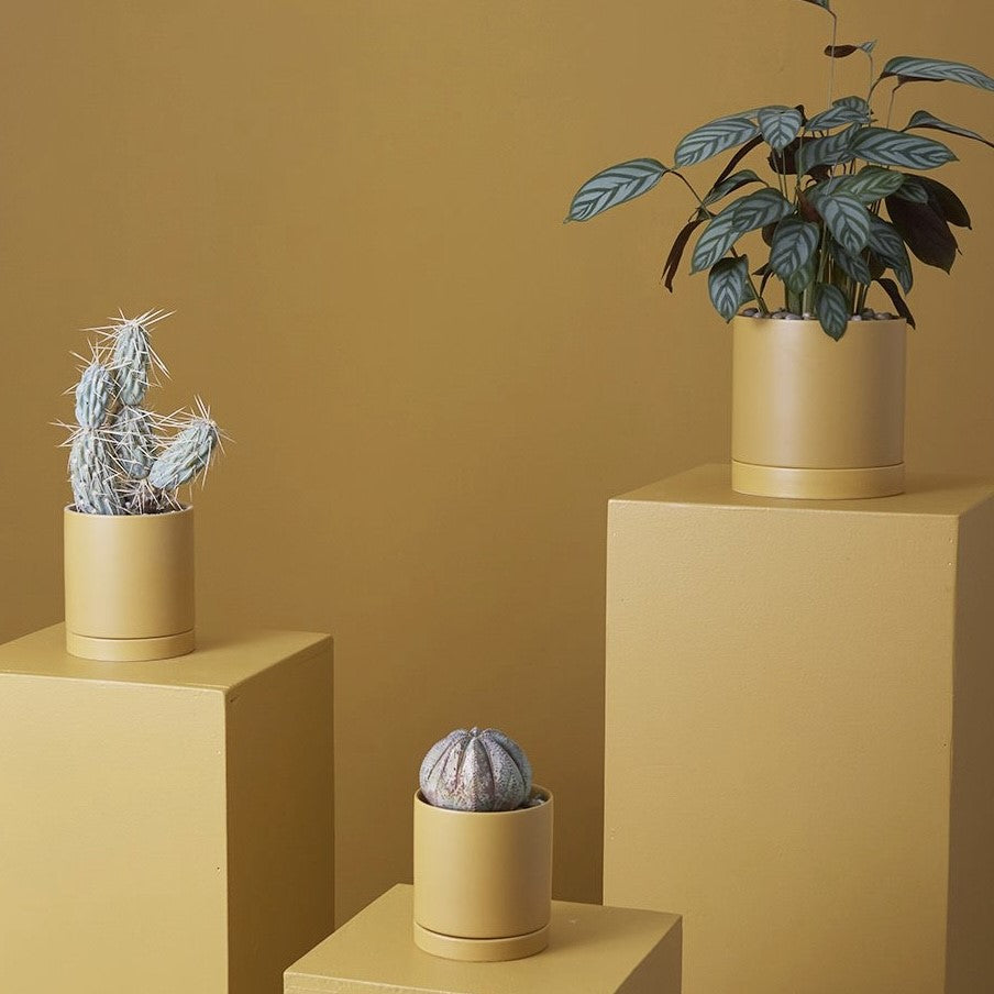 mustard colour plant pot Mustard Romey Pot – Shop Blythe Interiors